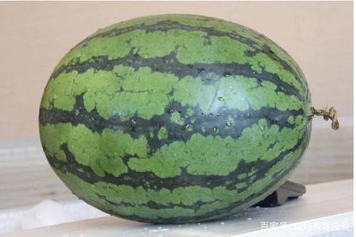 毒西瓜图集：揭秘奇特多样的有毒西瓜品种